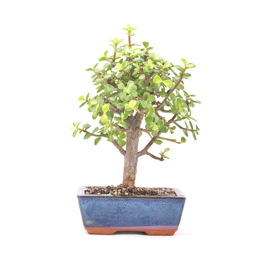 Speckbaum 'Portulacaria afra'